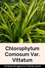 Image result for Chlorophytum sparsiflorum