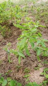 Image result for Acrotome inflata