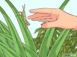 How To Cook Grasshoppers: 10 Steps (With Pictures) - Wikihow