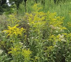 Image result for Solidago juncea