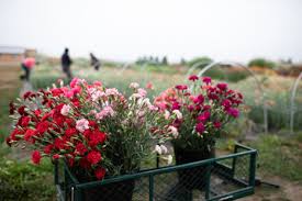 Add a compost fertilizer to the planting hole. Old Fashioned Carnations For Cutting Floret Flowers