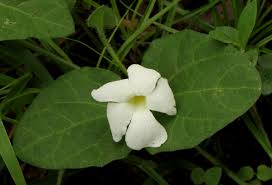 Image result for Thunbergia dregeana