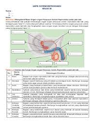 Sistem ini bekerja dengan mengambil informasi melalui bagian tubuh atau indera. Struktur Dan Fungsi Organ Organ Penyusun Sistem Reproduksi Pada Laki Laki
