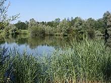 Die salzachseen entstanden 1938 und in den folgenden jahren durch ausbaggerung des salzachschotters im norden lieferings. Salzachseen Wikipedia