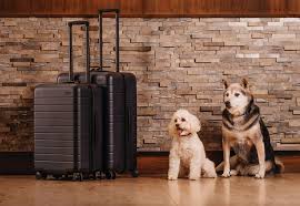 Including pet friendly hotels, motels, bed and breakfasts and vacation rentals. The Best Dog Friendly Hotels And Resorts In Florida Where Pooches Get Pampered Flamingo Magazine