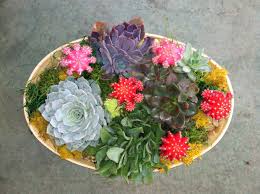 Succulents And Moon Cacti Dish Garden Succulent Garden Indoor Succulents Dish Garden