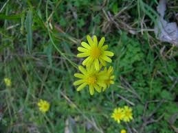 Image result for Senecio madagascariensis