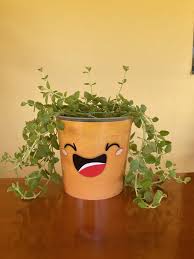 Image result for Plectranthus mandalensis