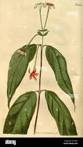 Image result for Combretum schumannii