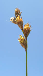 Image result for Carex runssoroensis