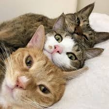 Cat Body Language What Do Tail Twitching And Chin Rubbing Mean Cattime Cute Cats Cats Cute Animals