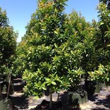 Image result for Tristaniopsis