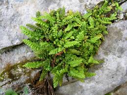 Image result for Asplenium trichomanes