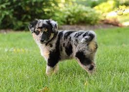 Sugar Border Collie Mix Puppy For Sale In Millerstown Pa Lancaster Puppies Happyvale Border Collie Mix Puppies Lancaster Puppies Collie Puppies For Sale