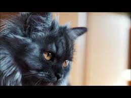 Ruyada Siyah Kedi Gormek Youtube