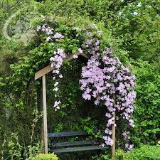 Maybe you would like to learn more about one of these? Waldreben Clematis Zrodlo Dobrych Pnaczy