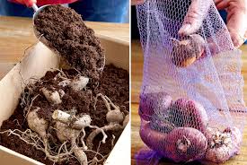 Maybe you would like to learn more about one of these? How To Save Tender Summer Bulbs For Next Season Garden Gate