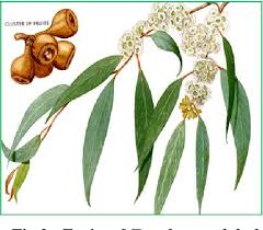 Native to australia, the eucalyptus globulus tree (known locally as the tasmanian blue gum tree) was brought to leaves from the eucalyptus tree aren't just refreshing; A Review On Eucalyptus Globulus A Divine Medicinal Herb Semantic Scholar