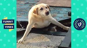 Try Not To Laugh Cute Funny Animals Funny Videos January 2019 Youtube