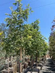 Image result for Pistacia