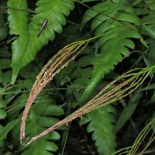 Image result for Microstegium fasciculatum