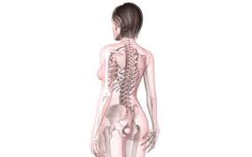 Accessory organs of the human digestive system. What The Heck Are The Natural Curves Of The Spine Good Information On The Different Areas Of The Spine And How Th Yoga Articles Extreme Curves Natural Curves