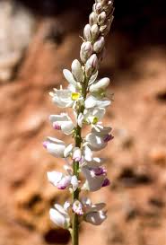 Image result for Polygala arenaria
