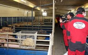 Schweinehalter reden Klartext :: Landesbauernverband in Baden-Württemberg  e.V.