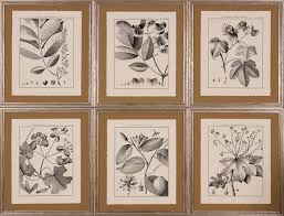 Image result for Flabellaria paniculata