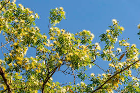 Image result for Albizia forbesii