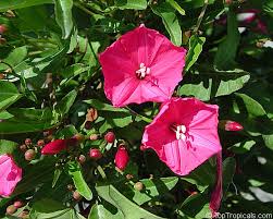 Image result for Ipomoea lapathifolia