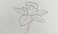 How to Draw a Daffodil from Multiple Views - Picture Box Blue