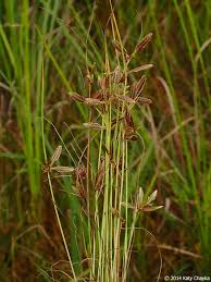 Image result for Cyperus sp.no.7