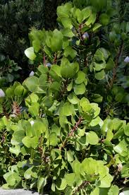 Image result for Protea micans