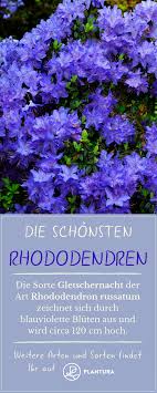 Rhododendronarten Sorten Die 20 Schonsten Plantura Pflanzen Blumen Fur Garten Garten Anlegen