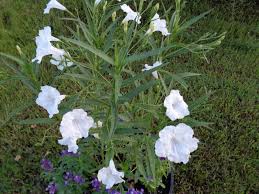 Maybe you would like to learn more about one of these? University Of Florida Ifas Charlotte County Extension The Tame Mexican Petunia
