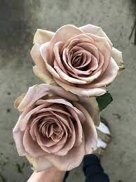 Check spelling or type a new query. Amnesia Rose Amnesia Roses Mauve Roses Amnesia Rose