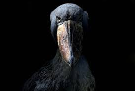 Shoebill Kusu Papuc Kadar Agzi Var Afrika Nin Tropikal Dogu Bolgesinde Sudan Dan Zambiya Ya Kadar Buyuk Batakliklarda Yasar Shoebill Bird Shoebill Shoebill Stork