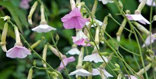 Image result for Nicotiana