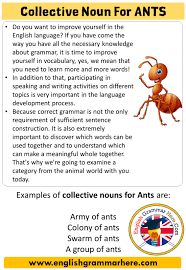 Collective Noun For Ants Collective Nouns List Ants Table Of Contents Collective Noun For Antsarmy Of Antscolony Of Collective Nouns Nouns Writing Activities
