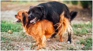 Why Do Dogs Get Stuck When They Mate The Goldens Club