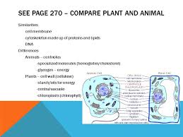 We did not find results for: Chapter 2 1 The Cell Open System Cells Are Open Systems Can Exchange Matter And Energy With Their Surroundings Cells Perform The Following Life Processes Ppt Download