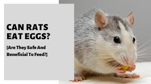 You can give your pet rat, fancy rat or dumbo rat apples, completely ripe bananas, grapes and moderated citrus fruits to only female rats. Can Rats Eat Eggs Are They Safe And Beneficial To Feed