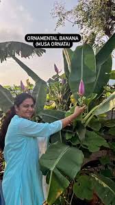 Image result for Musa ornata