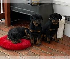 Click the button below to reserve your puppy and pay the deposit. Rottweiler Puppies For Sale Near Rockford Illinois Usa Page 1 10 Per Page Puppyfinder Com
