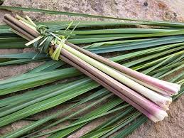 Exclusively surrounded by ethically sourced and botanically based aveda hair, skin, and body care products, your time here with us is about relaxing, unwinding, and having a truly customizable experience. Lemongrass