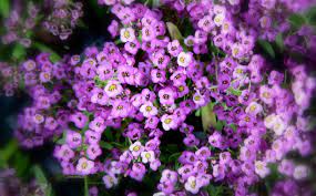 Romantic Flowers Alyssum Flower