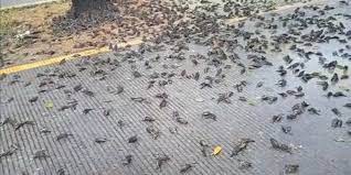 Ratusan Burung Pipit Mati Terjadi Lagi Apa Penyebabnya Halaman All Kompas Com