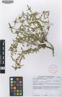 Image result for Agathisanthemum