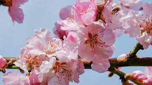 Photo By Couleur Via Pixabay Com Cherry Blossom Festival Japanese Cherry Tree Blossom Tree Tattoo
